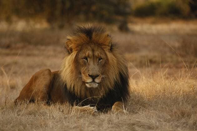 IMAGO Creative, Summer, Safari