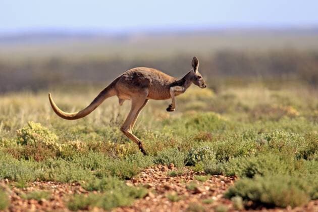 FIFA Womens World Cup 2023 - Host Australia - Wildlife