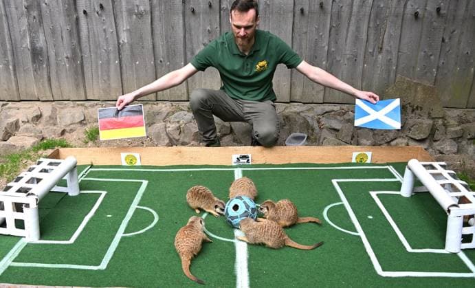 EURO 2024, oracle, meerkats at Chemnitz Zoo predict Germany vs Scotland