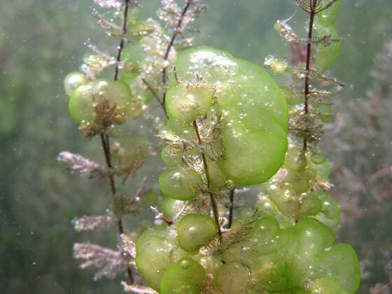 The green gelatinous spherule is protozoa of the year 2023