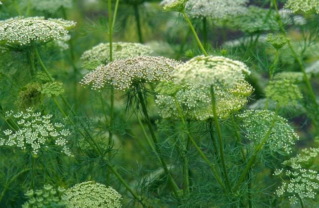 Plants, Cartilage Carrot