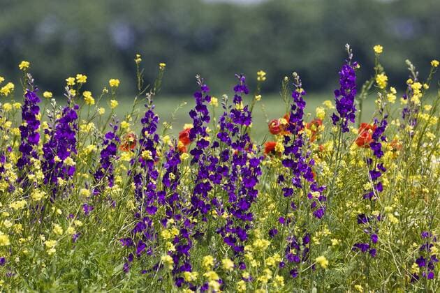 Plants, Delphinium