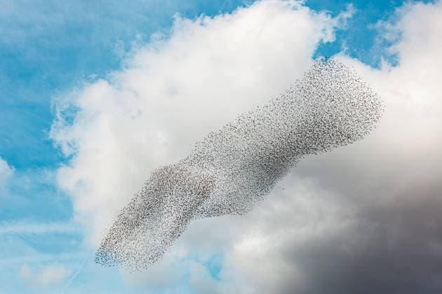 Calendar motifs: Flocks of birds
