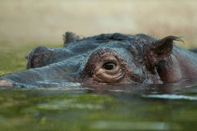 Hippopotamus Kathi died at Berlin Zoo, archive pictures