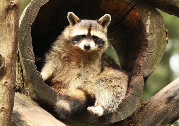 Calendar motifs: Raccoons