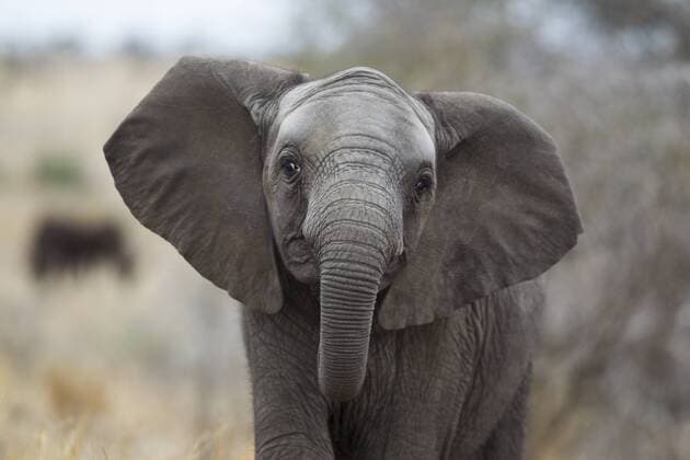 More and more elephants in Mozambique are born without tusks due to genetic defect - archive pictures