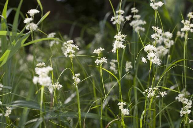 Nature, Plants, Snow-white woodrush