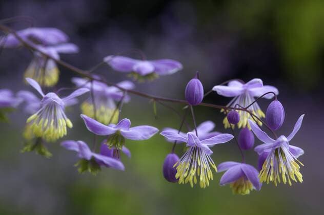 Plants, China meadow rue