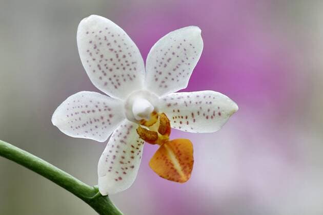 IMAGO Nature: Our Earth, Plants, dotted plants