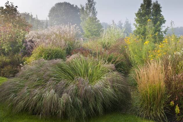 Plants, switchgrass