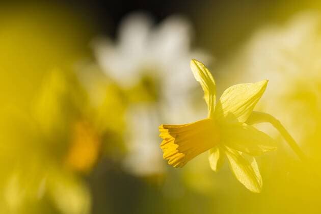 Nature, Plants, Daffodils