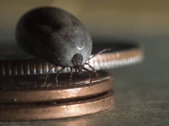 ticks