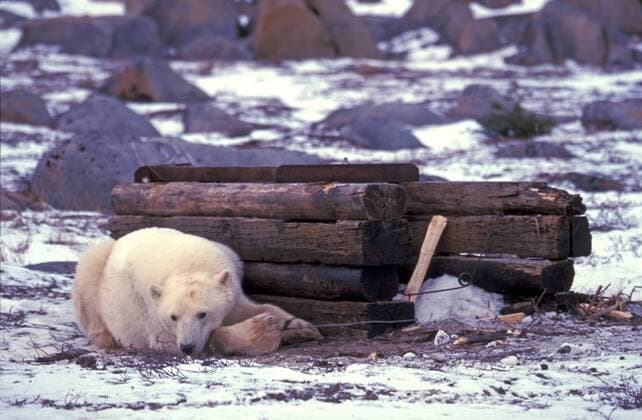 Photo story: Polar bear survey in Canada