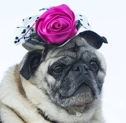 Fashion Show at the Woofstock Dog Festival in Toronto