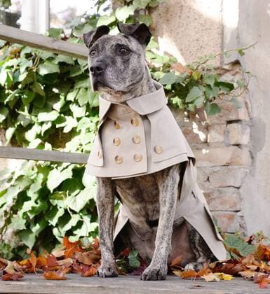 Dog clothing: HappyStaffy fashion show with bespoke dog fashion