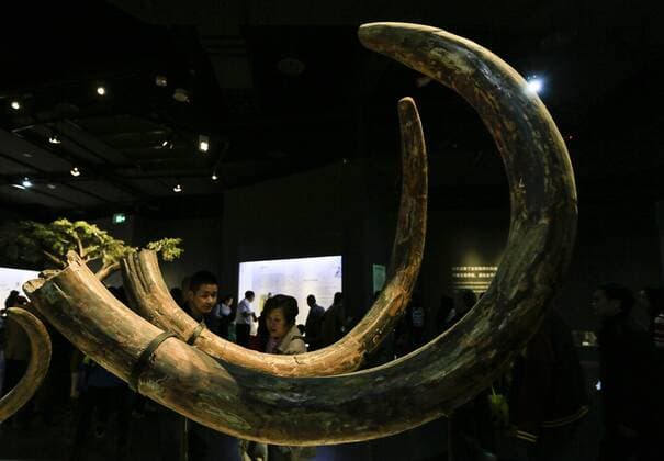 China: Natural History Museum in Chongqing