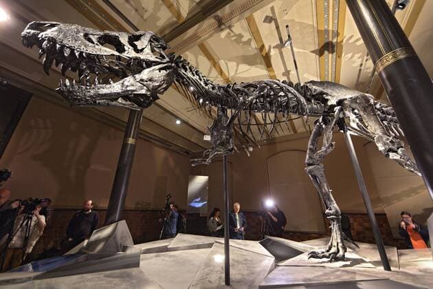 Tyrannosaurus rex skeleton in the Berlin Museum of Natural History