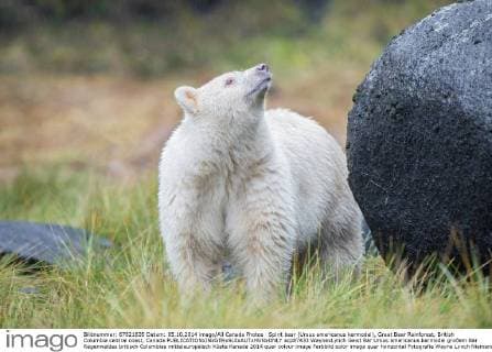 Kermode Bear in Canada
