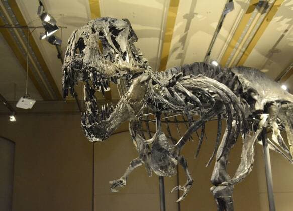 T-Rex Tristan Otto moves from Berlin Natural History Museum to Copenhagen