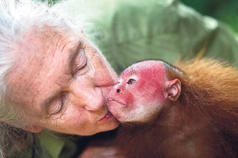 IMAGO ICONS: Jane Goodall