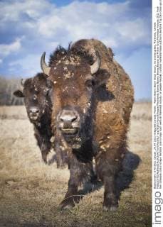 American Bison in Canada