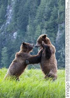 Wildlife in British Columbia, Canada