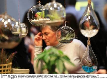 2016 Canada Blooms Garden Show in Toronto
