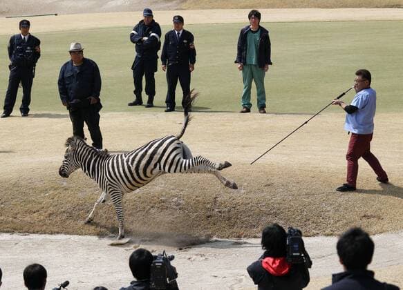 Zebra having fun on a golf course in Japan