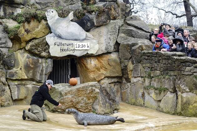 Berlin, Zoologischer Garten stops feeding the seals with commentary - archive pictures