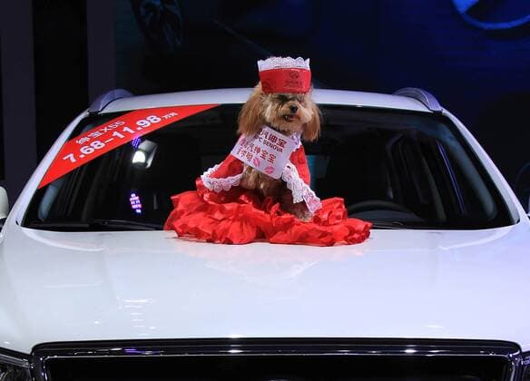 Dog model at car show in China