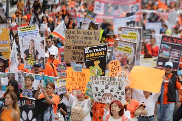 Mexico, animal rights activists demonstrate in Mexico City