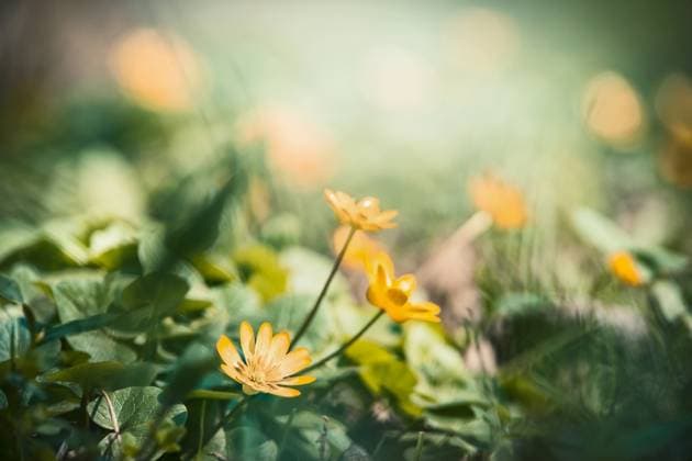 IMAGO Creative, spring, heralds of spring, lesser celandine