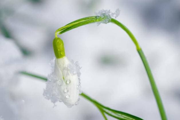 IMAGO Creative, Winter, Winter flowers