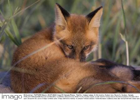 Canada: Foxes