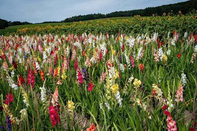 Nature, Plants, Gladioli