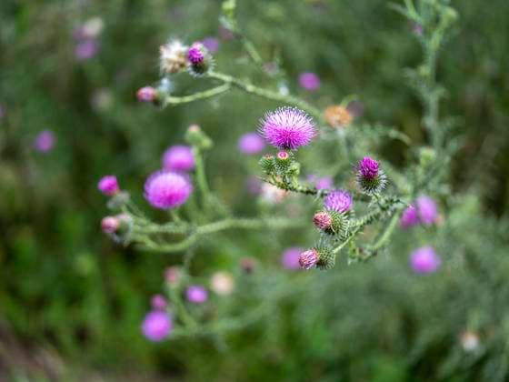Nature, plants, thistle