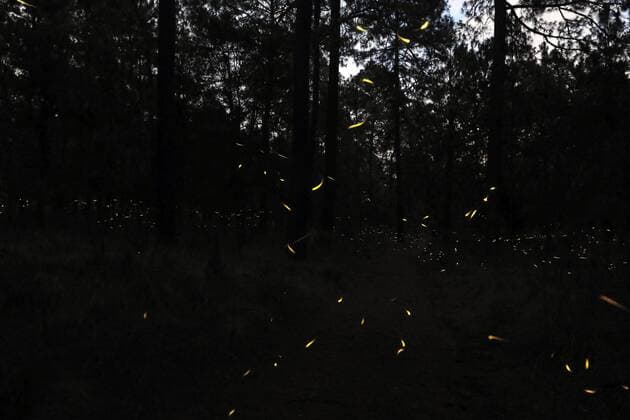 Fireflies in Mexico