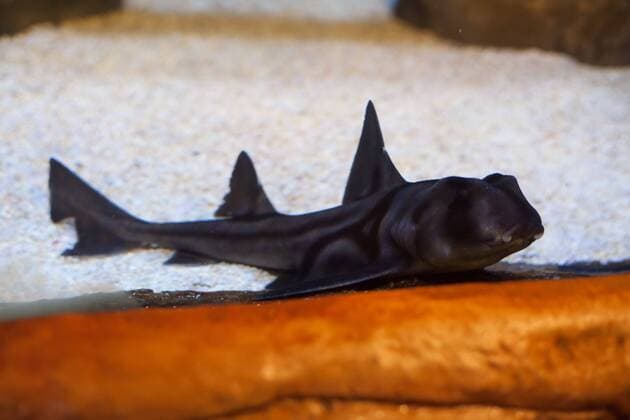 Germany is looking for the super fish award ceremony at Sea Life Berlin