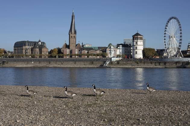 Canada geese in Düsseldorf on the Rhine