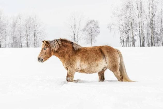 IMAGO Creative, Winter, country life