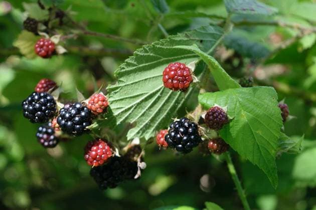 IMAGO Creative, season summer, food, blackberries