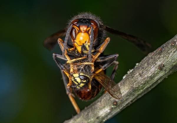 Asian hornet continues to spread in Germany - Archive images