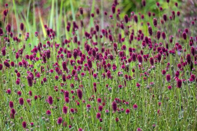 Nature, Plants, Meadow knob