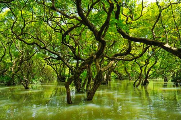 Calendar motifs: Swamps