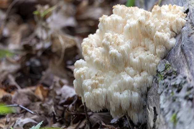 Hedgehog spiny beard is mushroom of the year 2026