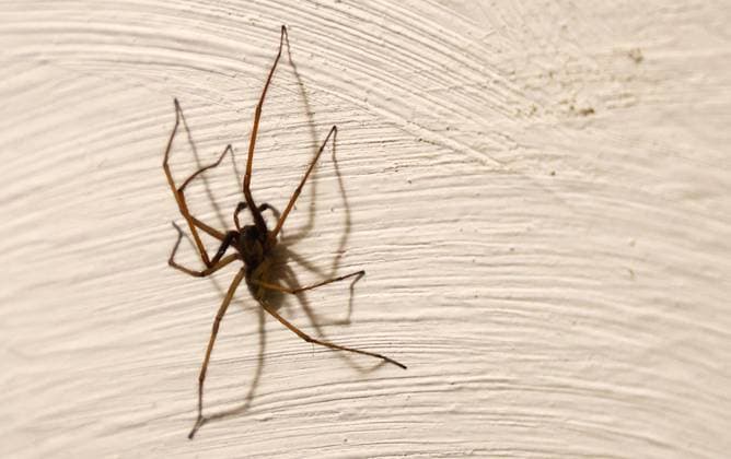 IMAGO Creative, Autumn, Spiders in the house