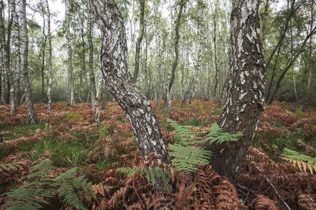 The downy birch is Tree of the Year 2023