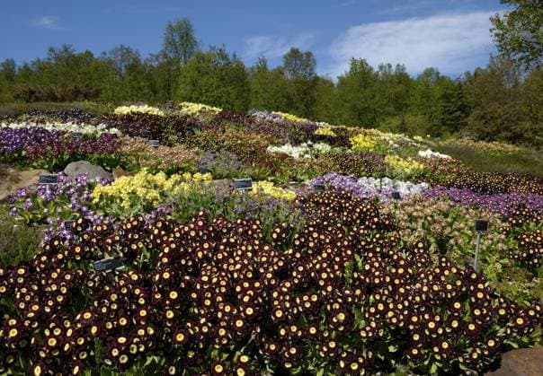 Travel, Parks and Gardens, Norway, Arktisk Alpin Botanisk Hage in Tromsö