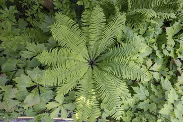 Nature, Plants, Ferns, Ostrich fern