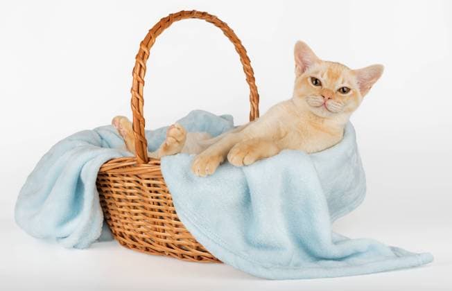 Calendar motifs: Kittens